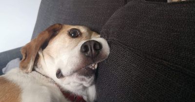 51 Goofy Pets Who Forgot How Bodies Work And Just Committed To Their Poses Anyway