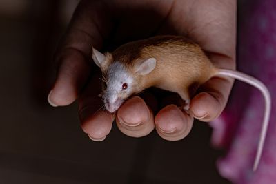 Hantavirus and Mice Droppings: Do All Carry the Virus? Cruise Ship Outbreak Explained