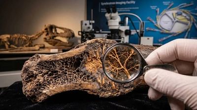 Study reveals biological traces inside a T. rex bone fracture after millions of years