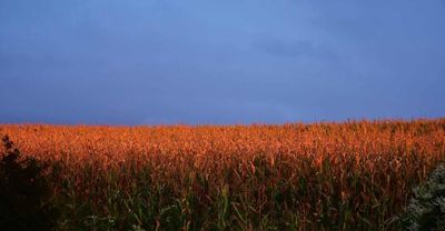 Corn Easing Back to Start Monday Morning