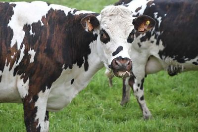 Cattle Falling on Monday