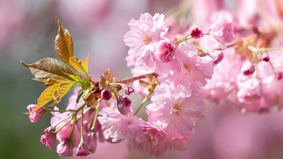 What Your Cherry Tree Needs In May For Beautiful Blossoms and an Abundant Summer Crop