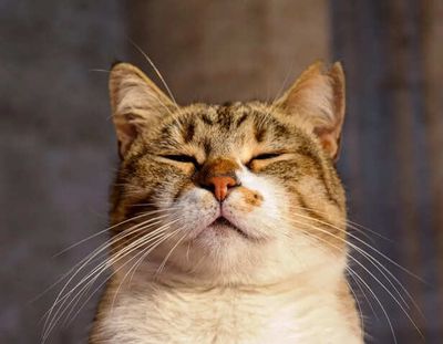 Is Your Cat Happy? 9 Hidden Signs You’re Missing