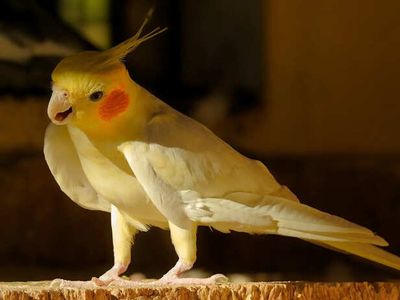 9 Hidden Signs Your Pet Bird Is Sick (Act Fast)