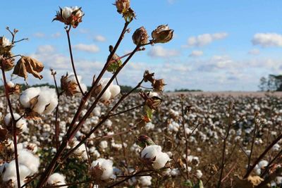 Cotton Posts Monday Pullback