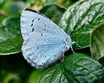 Country diary: A butterfly haven of orange tips and holly blues