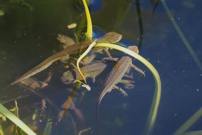 Country diary: Newts in the pond, commotion in the house