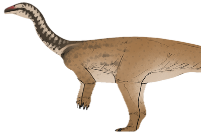 New dinosaur species found in China bridges key gap in evolution of colossal plant-eaters