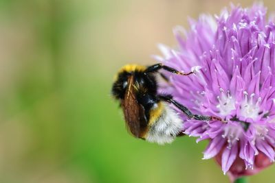 Your ultimate guide to identifying the fascinating bees in your garden