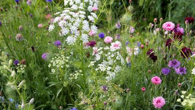 7 Easy Native Plants Swaps to Make In May to Replace Water-Hungry Garden Staples