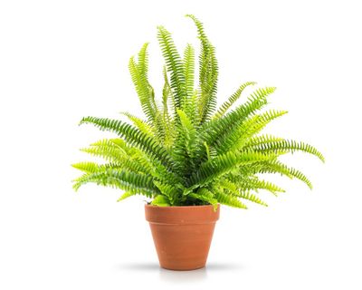Houseplant hacks: can a damp towel keep plants alive?