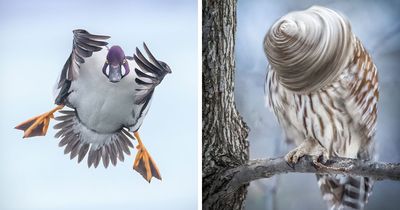 This Photographer Captures Birds In Moments That Feel Both Stunning And Hilarious (35 New Pics)