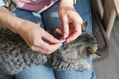Best flea treatments for your cat, according to vets
