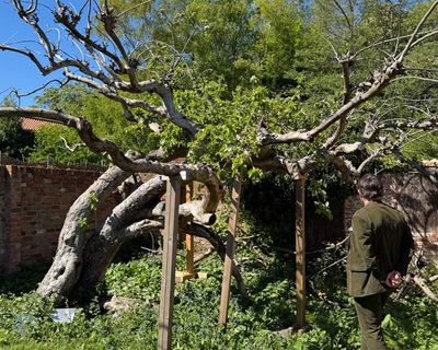 ‘It’s a special tree’: campaign to save mother of beloved bramley apple for nation