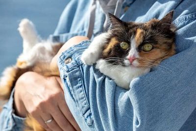Things Humans Do That Cats Secretly Hate - Explained