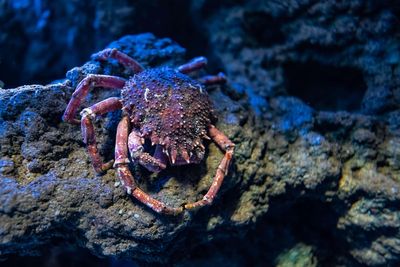 Rare species face extinction risk from some deep-sea mining, scientists say