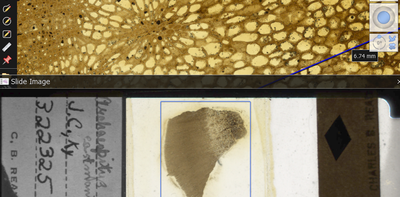 Galaxies of life are collecting dust in museums – digitizing microscope slides can uncover billions of fossils for natural history