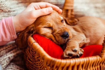 Why Your Dog Sleeps While Looking at You- Hidden Reason