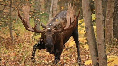 Moose return to Germany thanks to Polish conservation efforts