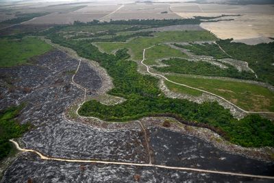 Gold rush fuels Amazon deforestation and mercury poisoning in Brazil’s protected areas