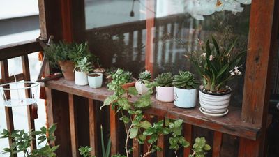 5 Container Garden Ideas That Work on Small Balconies