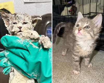 Stuck on you: kitten rescued from bucket of glue bonds with foster parent