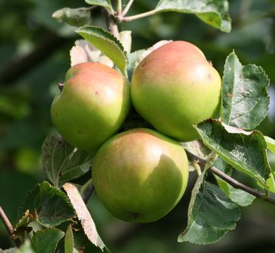 Why this beloved British apple tree is under threat