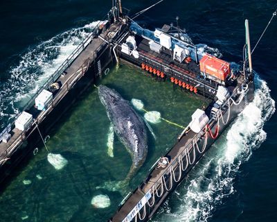 Rescue of Timmy the whale ‘an all-round catastrophe’ after tracker failure