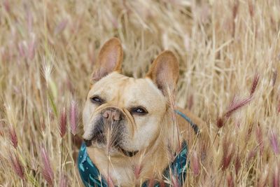 Experts share the best ways to lower your dog’s cancer risk