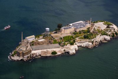 Coyote stuns wildlife experts with incredible two-mile swim to Alcatraz