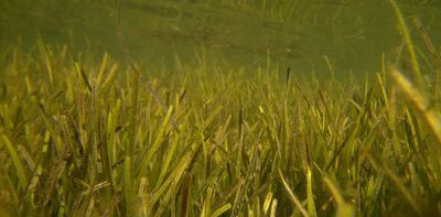 Warming seas can threaten the hidden relationship that supports seagrass meadows