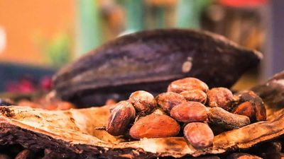 Cocoa Prices Surge on West African Crop Concerns