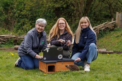 First project tracking hedgehogs in Northern Ireland to help protect their future