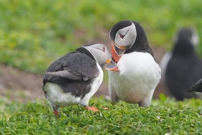 ‘Puffin cam’ returns to give viewers bird’s eye view of the Farne Islands
