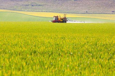 Campaigners call for ban on use of herbicide glyphosate at harvest
