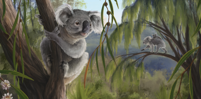 The lost koala: new fossil species was hiding in plain sight for 100 years