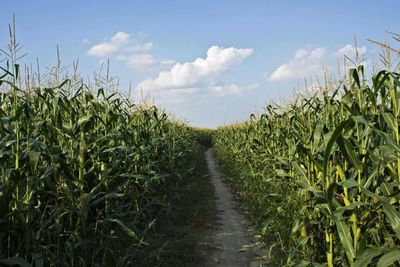 Corn Falling at Tuesday’s Midday