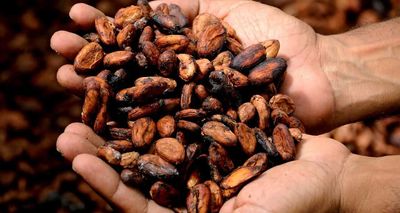 Cocoa Prices Jump on a Weak Outlook for the West African Cocoa Crop