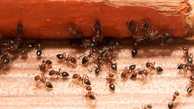 3 steps to get rid of carpenter ants before they cause serious damage to your home