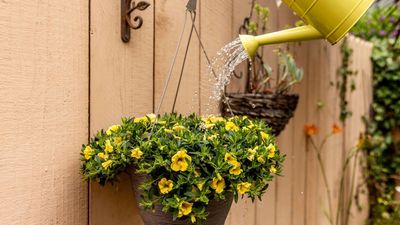 Are Your Hanging Baskets Drying Out Too Quickly? This Budget-Friendly Fix Will Save Them – and Take the Stress Out of Watering