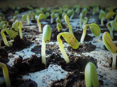 Soybeans Fall Back on Tuesday