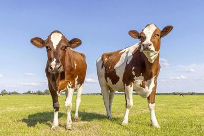 Cattle Rallies Back on Tuesday