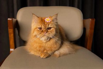 10 Emotional Truths Your Pet Hides Every Day
