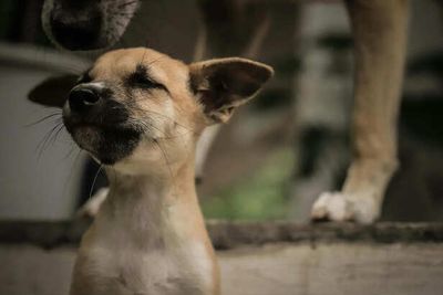 Why Indie Dogs Are Becoming Everyone’s First Choice