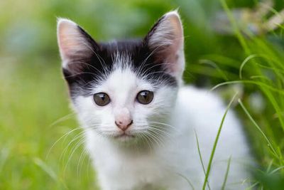 Find Your Perfect Cat Based on Your Zodiac Sign