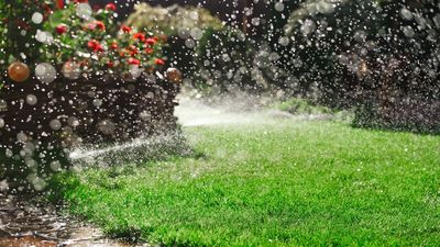 The One Lawn Job Experts Think You Shouldn’t Skip This May – and Why It Transforms Growth for the Rest of Summer