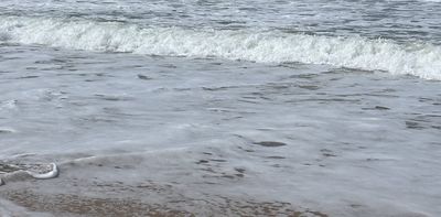 Sea foam reveals a lot about the health of a beach’s ecosystem. Here’s how to spot polluted surf