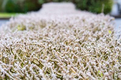 Coldest May night in five years recorded with more unsettled weather on way
