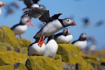 National Trust puffin cams return to Farne Islands
