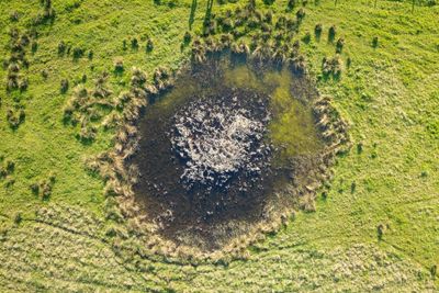 From V2 rocket-scarred London to Ukraine: how nature thrives in bomb craters